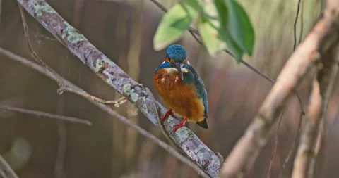Common kingfisher perching on branch, forest habitat, wildlife photo Stockbeeldmateriaal 343002257