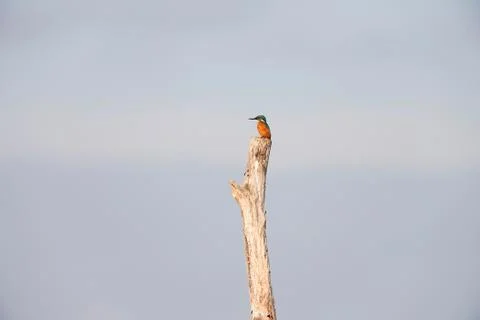 Common kingfisher perching on dead tree trunk. Stock Photos