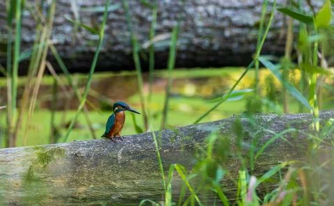 Common kingfisher perching on fallen log in Hajnowka, Poland Stock Photos