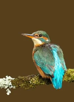 Common Kingfisher perching on a mossy branch Stock Photos