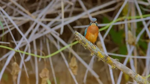 Common kingfisher perching over the river Stock Footage 160956930