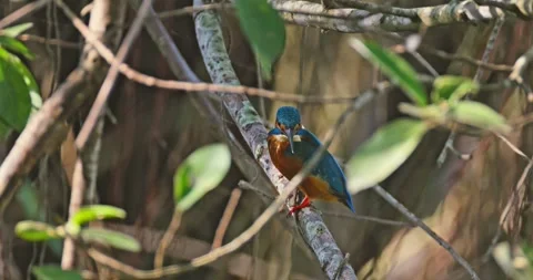 Common kingfisher perching on tree branch, forest foliage background Stockbeeldmateriaal 343002233