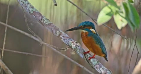 Common kingfisher perching on tree branch, natural forest habitat 库存影片 343626283