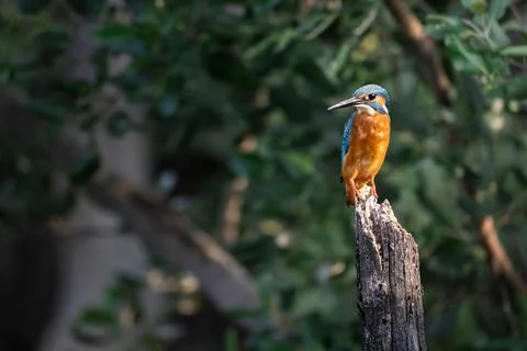 Common Kingfisher perching on tree branch in forest park Stock Photos