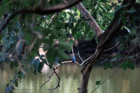 Common Kingfisher perching on tree branch Stock Photos