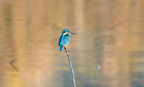 Common kingfisher perhed on a plant branch beside a lake Stock Photos