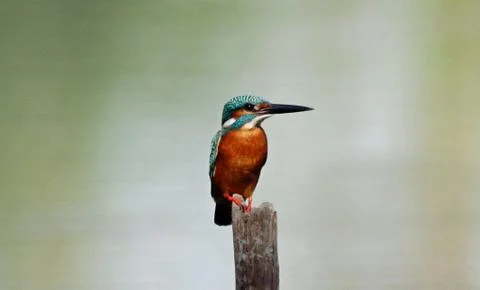 Common Kingfisher Foto stock