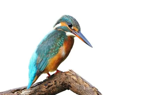 Common kingfisher Stock Photos
