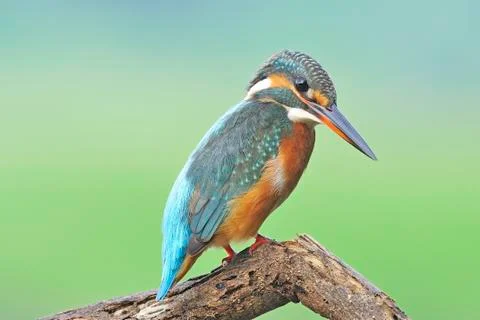 Common kingfisher Stock Photos