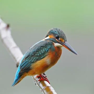 Common kingfisher Stock Photos