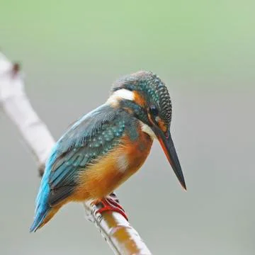 Common kingfisher Stock Photos