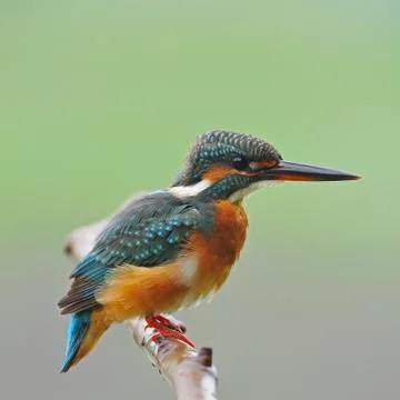 Common kingfisher Stock Photos
