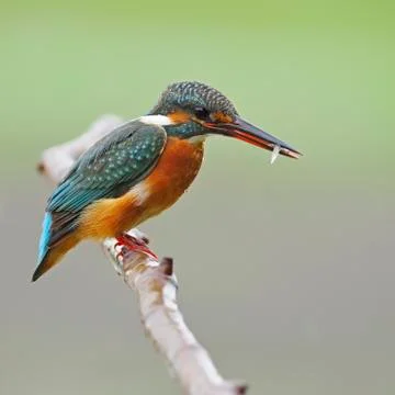 Common kingfisher Stock Photos