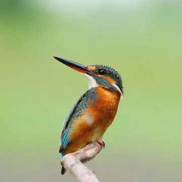 Common kingfisher Stock Photos