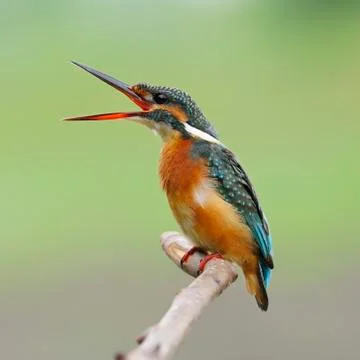 Common kingfisher Stock Photos