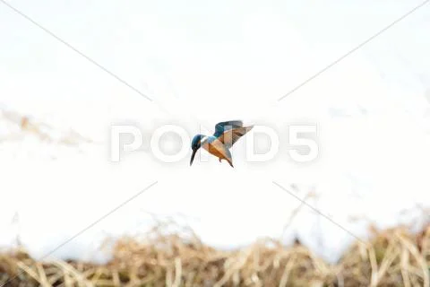 Common Kingfisher Stock Photos