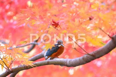 Common Kingfisher Stock Photos