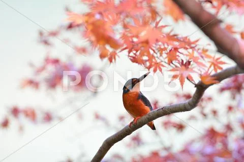 Common Kingfisher Stock Photos