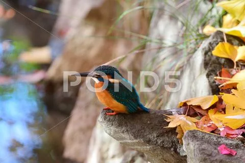 Common Kingfisher Stock Photos