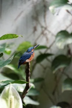 Common Kingfisher Stock Photos
