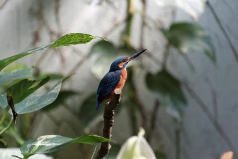 Common Kingfisher Stock Photos