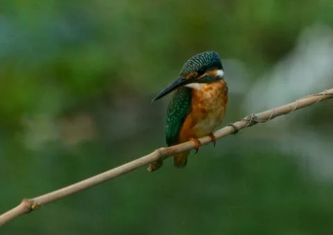 Common kingfisher Stock Photos