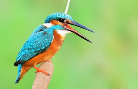 Common kingfisher Stock Photos