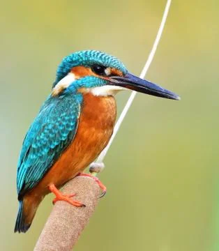 Common kingfisher Stock Photos