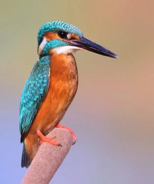Common kingfisher Stock Photos