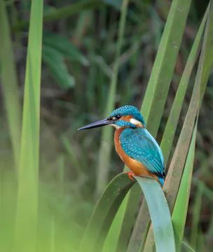 Common kingfisher. Stock Photos