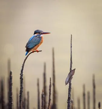Common kingfisher Stock Photos