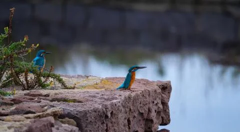 The common kingfisher Stock Photos