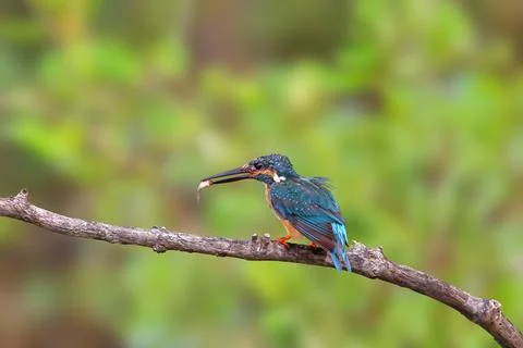 Common kingfisher Stock Photos
