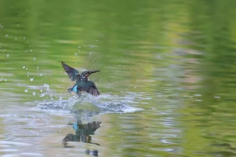 Common kingfisher Stock Photos
