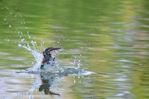 Common kingfisher Foto stock