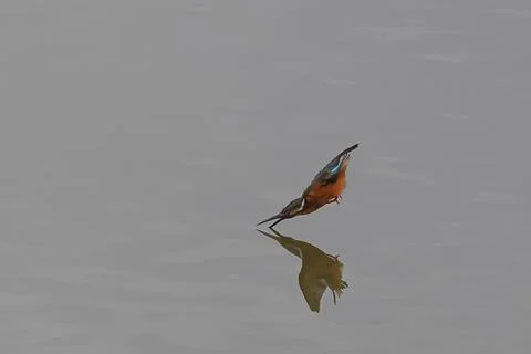 Common kingfisher Foto stock