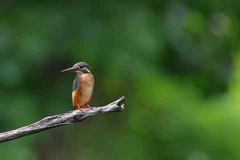 Common kingfisher Foto stock