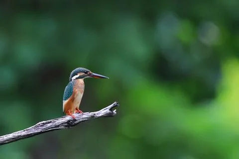 Common kingfisher Stock Photos