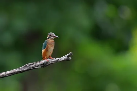 Common kingfisher Stock Photos