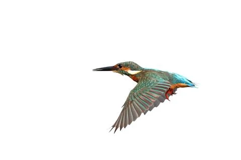 Common kingfisher Stock Photos