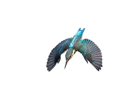 Common kingfisher Stock Photos