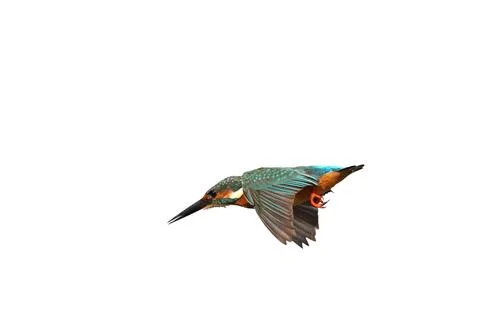 Common kingfisher Stock Photos