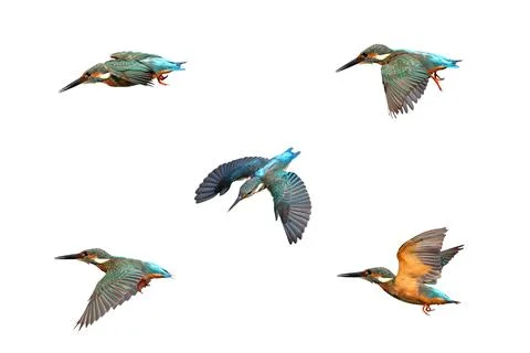 Common kingfisher Foto stock