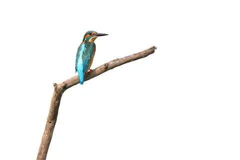Common kingfisher Stock Photos