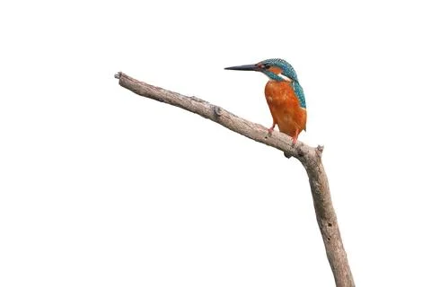 Common kingfisher Stock Photos