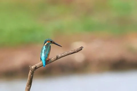 Common kingfisher Foto stock