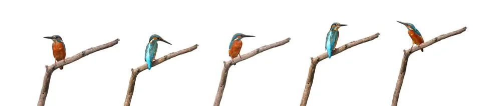 Common kingfisher Stock Photos