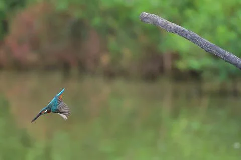 Common kingfisher Stock Photos