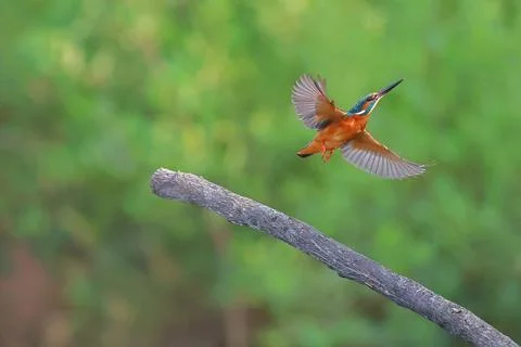 Common kingfisher Stock Photos