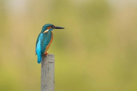 Common kingfisher Stock Photos